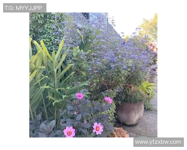 从零起步掌握网球技巧与策略全方位指南